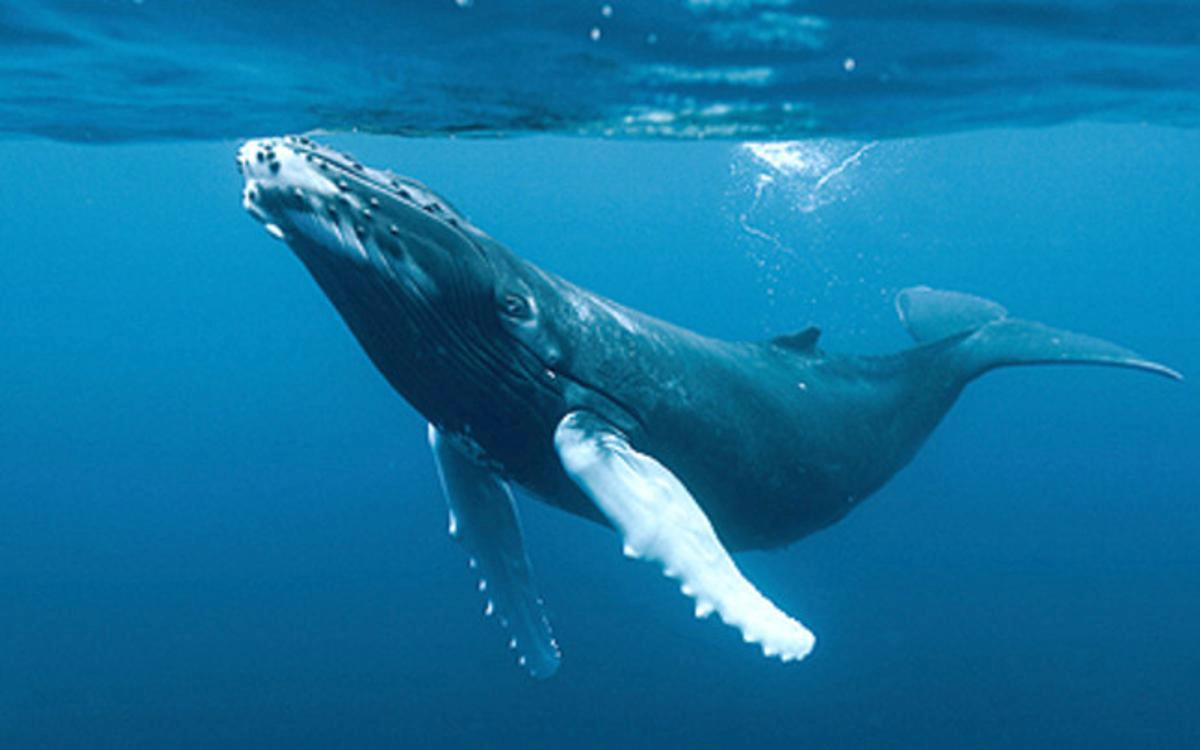 Avistamiento de ballenas jorobadas en Bahía Solano - El Canto de las Ballenas